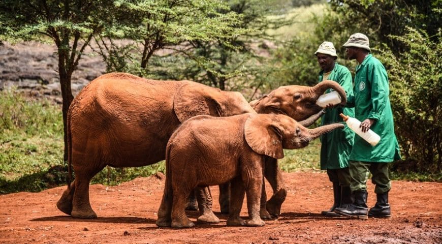 Sheldrick Wildlife Trust