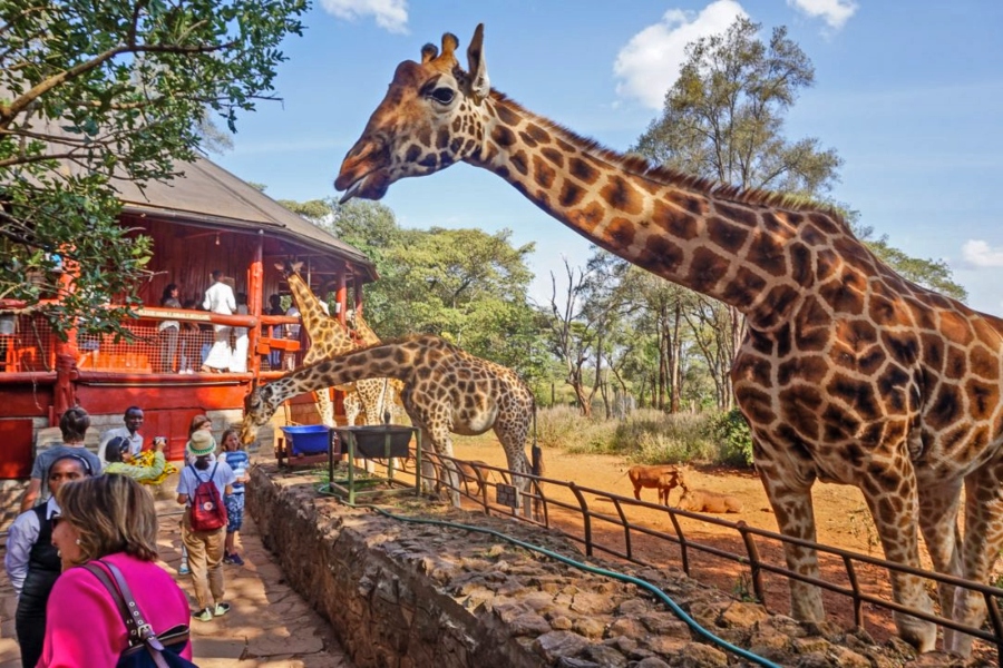 The Giraffe Center